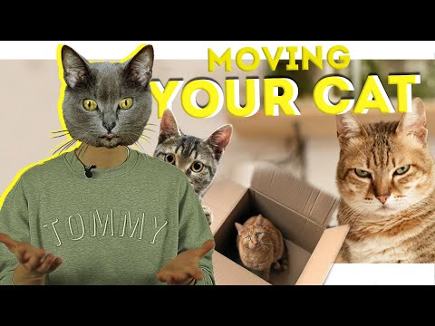 MOVING TIPS | MOVING YOUR CAT | MOVING HACKS 2021