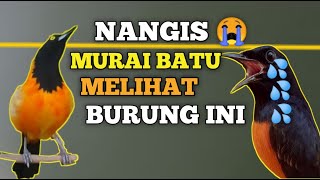 Download lagu BURUNG KACER OREN GA SIH | CAMPO TROUPIAL mp3