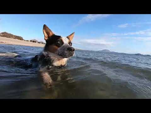 The Life and Times of Zora - Baja beach shenanigans