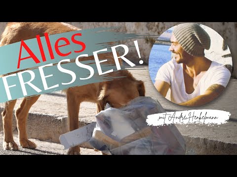 Hilfe, mein Hund frisst alles, was er findet! Profi-Tipps!