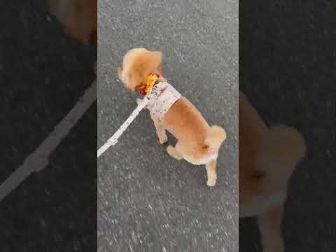 経営学科 トリミング直後のトイプードル14ヶ月 #toypoodle #トイプードル