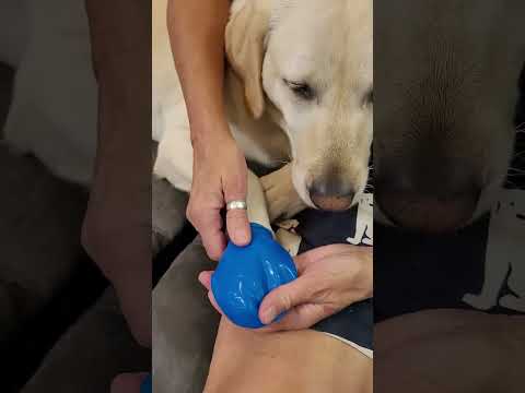 Pippi Likes REVIEW: PawZ Dog Boots - Rubber Dog Booties - Waterproof Snow Shoes