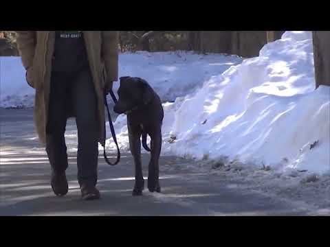 Board and Train First Steps with a Great Dane