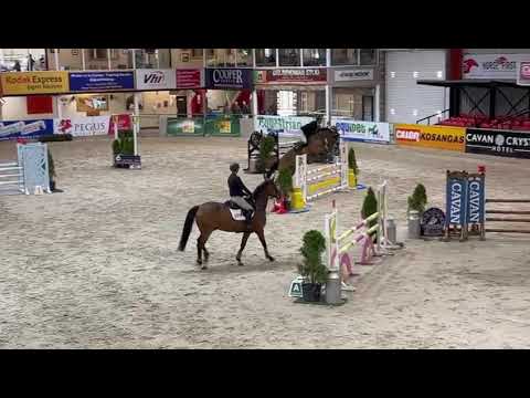 ✨️Vivant gelding ✨️suitable for YR - Image 2