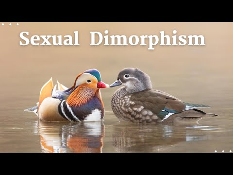 Sexual Dimorphism Explained