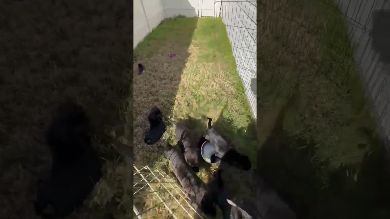 Enlarge Frannie, an adopted mixed breed in Myrtle Beach, SC video 2/2