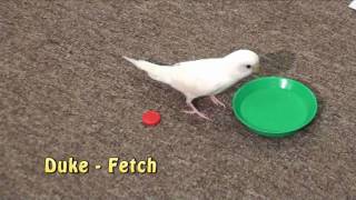 Duke Budgie - Plays Fetch, Parakeet Demonstrates Retrieve Trick