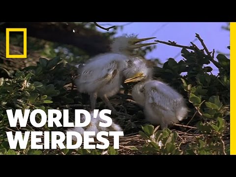 Murderous Siblings | World's Weirdest