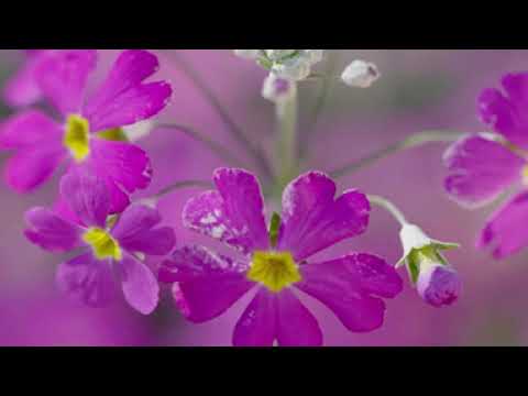 Purple: The Color Your Brain Invents and Why It Matters #psychology #facts #history