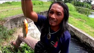 Download lagu Where there is water there are fish... the spot looks like a tuyul's nest... there are lots of fish mp3 Download lagu Where there is water there are fish... the spot looks like a tuyul's nest... there are lots of fish mp3