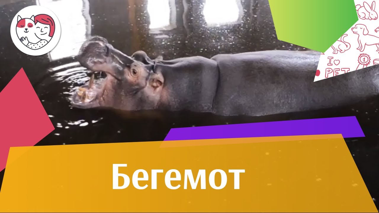 Бегемот в природе и неволе на ilikepet