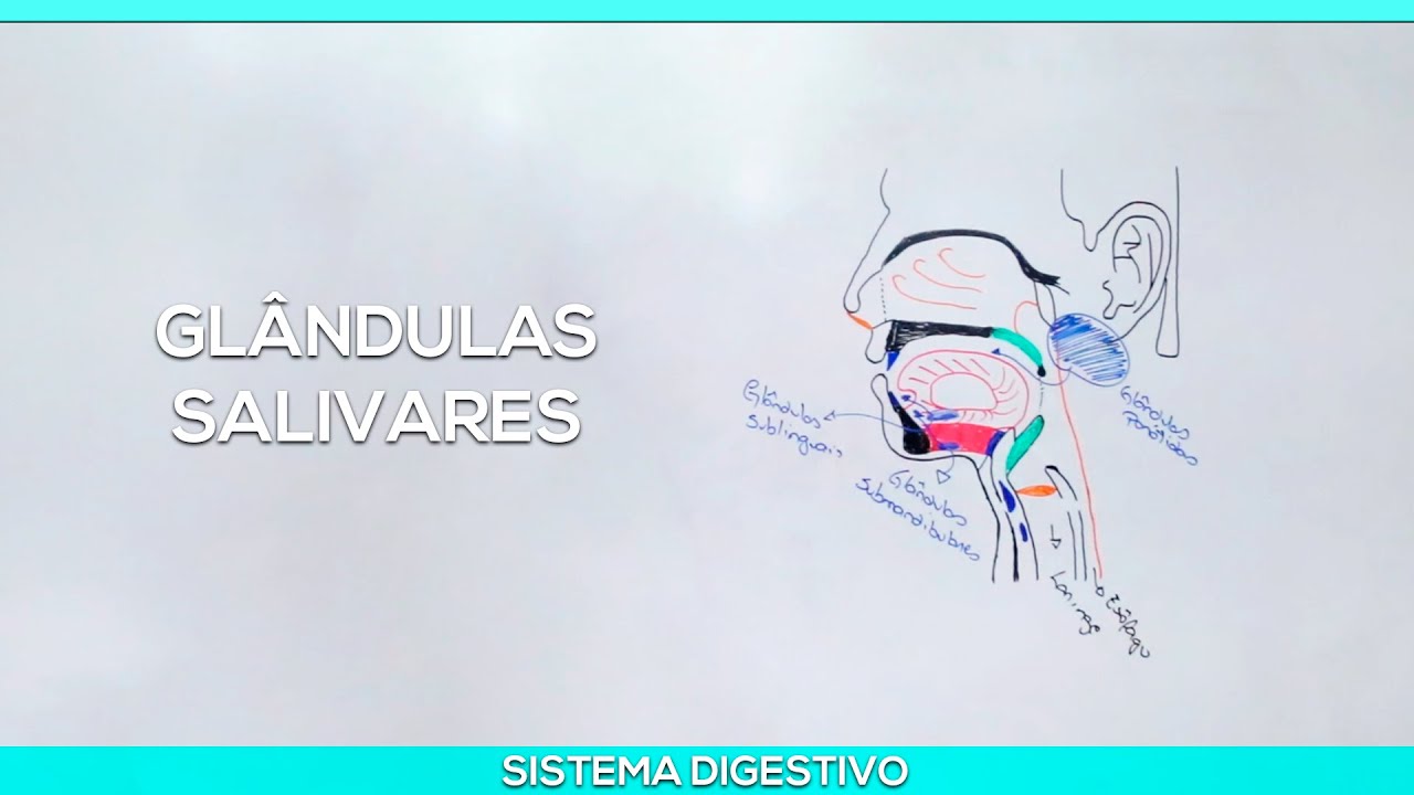Glândulas Salivares