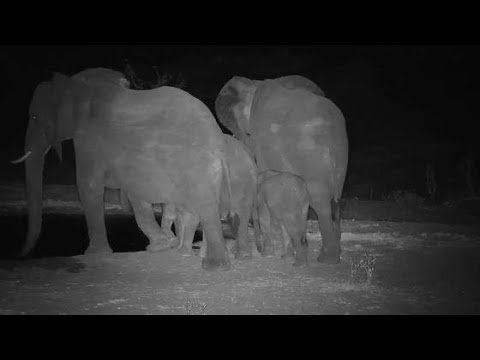 Djuma: Small Elephant herd drinks at pan - 10/31/19