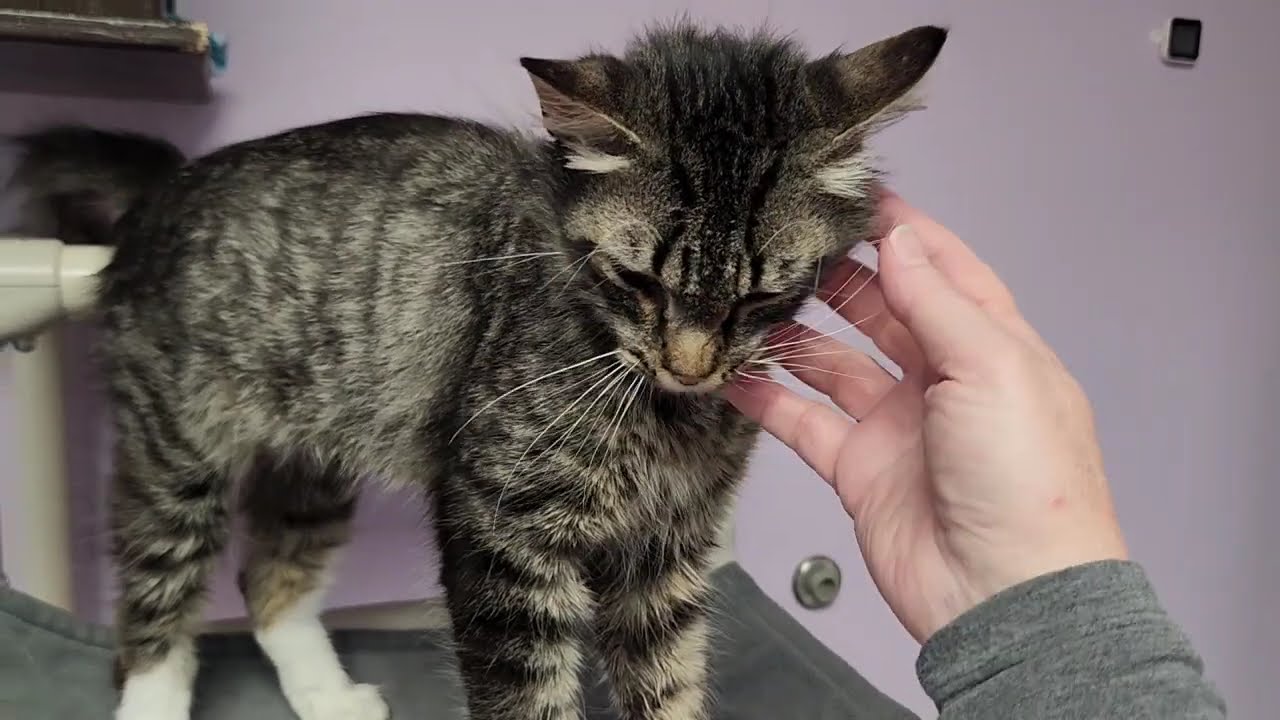 Enlarge Ivan, a ADOPTABLE Domestic Medium Hair in Marshfield, WI video 6/6