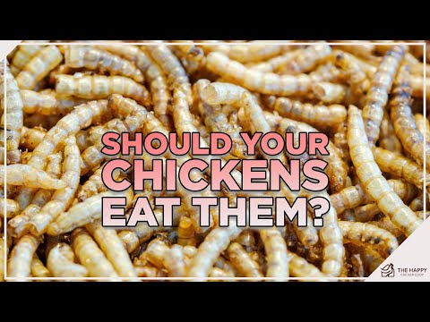 2nd YouTube video about are mealworms good for chickens