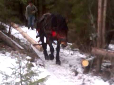 cai lui cipri din marisel