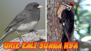 Download lagu (KICAU KICAU) BURUNG UNIK LUAR NEGERI DURASI PENDEK VERSI 1 PILEATED,JUNCO mp3