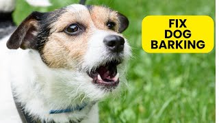 How to Stop Dog Barking: Tips From a Professional Dog Trainer