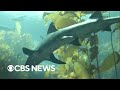 Scientists Are Trying To Change People S Minds About Sharks