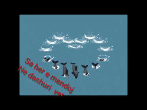 ergys shahu ft petro xhori - fustani bardhe (lyrics shqip)