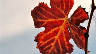 Thievery Corporation  Incident at Gate 7  Guest vocals include Pam Bricker