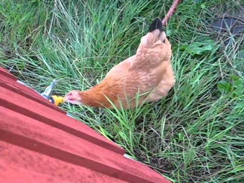 Hedemorahönan "Papegojan" dricker vatten