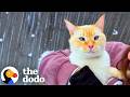 Cat Thrown Out Of A Car Finds A Family Who Loves Him For Just Existing The Dodo