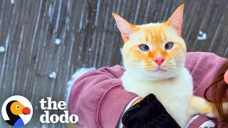 Cat Thrown Out Of A Car Finds A Family Who Loves Him For Just Existing | The Dodo
