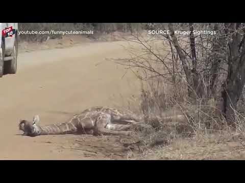 indr@321.com inderjeet indr9706