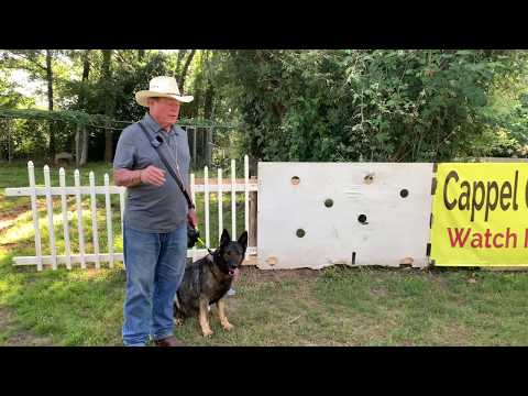 Retractable leashes how dangerous are they?