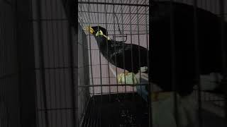 Download lagu Burung Tiong Menyanyi mp3