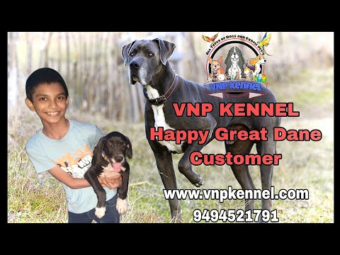 Great dane kennel hot sale