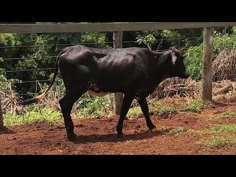 NOVILHA GIROLANDO - VALERY BOCAININHA - 2530-CL