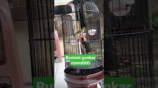 Download lagu buxtoni gunkar durasi mantap materi mewah mp3