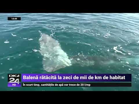 Waly, o balenă cenușie, s-a rătăcit în Mediterana și încearcă cu disperare să se întoarcă în Pacific