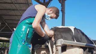 Watch how artificial insemination is done in cows