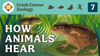 How Animals Hear: Crash Course Zoology #7