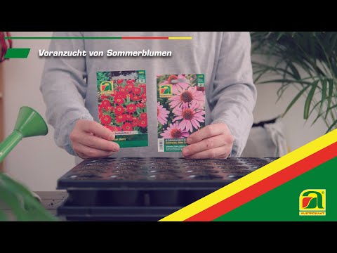 Tutorial: Blumensamen richtig aussäen