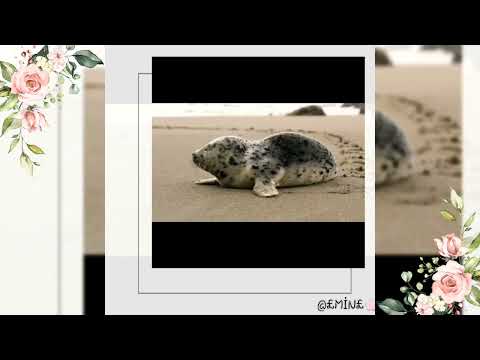 ●Varoluş Sorgulaması | ▪Neden Yaratıldım, Hayattaki Amacım Nedir...?