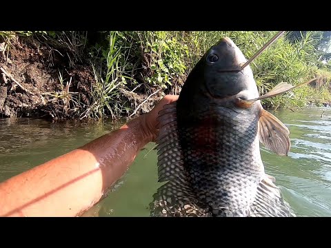 Matatakot kaba Pumana pag Ganito ka lapad ang Tilapia.Spearfishing monster Tilapia Amazing fish
