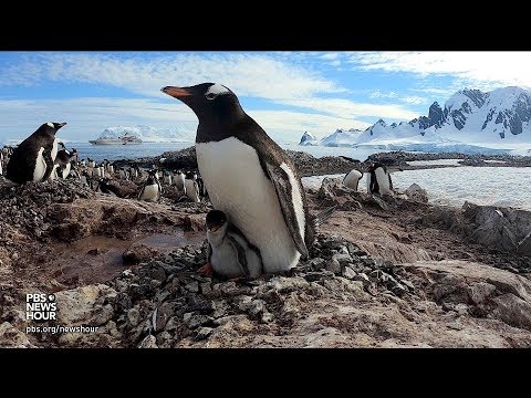 360 video: Go inside a penguin colony in Antarctica