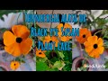 Thunbergia alata plant care//Black Eye Susan plant care & Propagation//Hindi/Urdu
