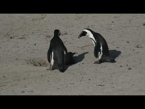 Tučniak okuliarnatý (Spheniscus demersus) — kolónia Boulders Beach v Kapskom Meste