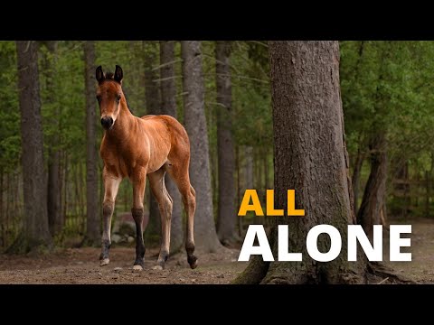 Billie has no friends... | Foal Season Episode 14
