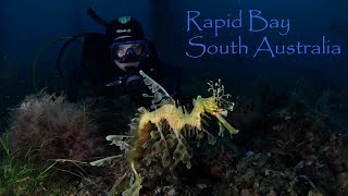10 yr old diving Rapid Bay Jetty to find a Leafy Seadragon