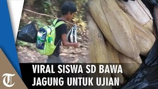 Viral Siswa SD Bawa Jagung untuk Bekal Ujian, Jalan Kaki 3 Jam hingga Menumpang Tidur di Rumah Warga