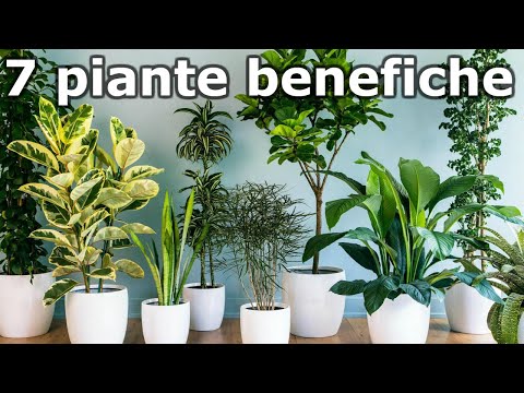 , title : '7 piante benefiche da appartamento che ti fanno stare meglio'