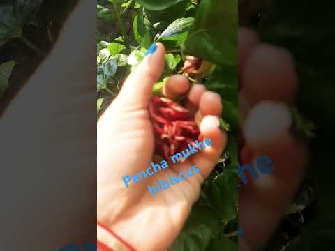 shama songgit #flowers #love #ytshorts #bengali