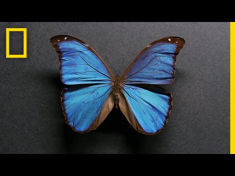 Animals Cannot Be Blue | Explorer