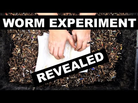 Excellent New Compost Worm Experiment